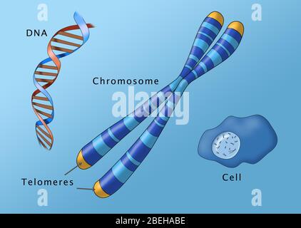 Struttura e posizione cromosomica, illustrazione Foto Stock