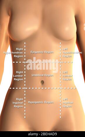 Regioni addominopelviche, etichettate, illustrazione Foto Stock