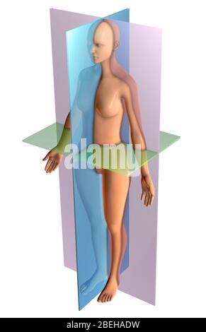 Piani anatomici, illustrazione Foto Stock