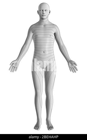 Un'illustrazione dei dermatomi del corpo da una vista anteriore. I dermatomi sono regioni della pelle fornite da specifici nervi spinali, che trasmettono informazioni sensoriali al cervello. Questo include otto nervi cervicali (esclusi C1), dodici nervi toracici, cinque nervi lombari e cinque nervi sacrali. Foto Stock