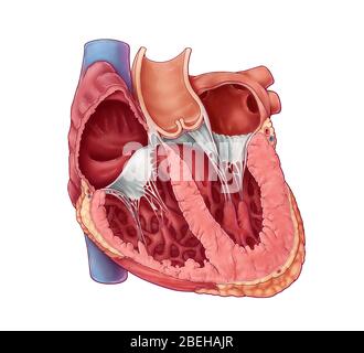 Camere cardiache, illustrazione Foto Stock