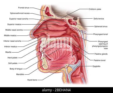 Cavità nasale, illustrazione Foto Stock