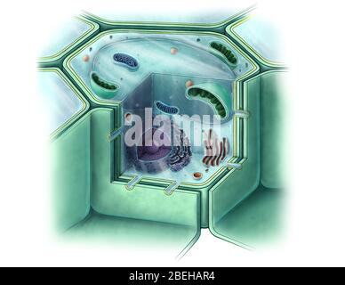Plant Cell, Illustrazione Foto Stock