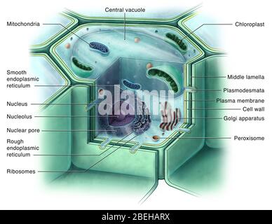 Plant Cell, Illustrazione Foto Stock
