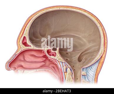 Un'illustrazione della cavità cranica da una vista medisagittale. Lo spazio è fiancheggiato da una membrana dura nota come dura madre, che è lo strato più esterno delle meningi che circondano il cervello e il midollo spinale. Foto Stock