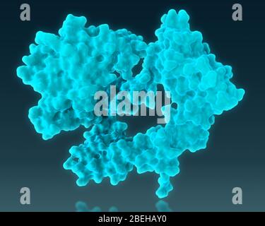 Recettore del fattore di crescita epidermico Foto Stock