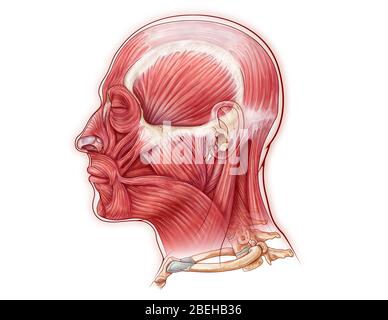 Muscoli facciali, illustrazione Foto Stock