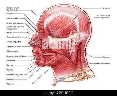 Un'illustrazione dei muscoli del viso da una vista laterale. Foto Stock