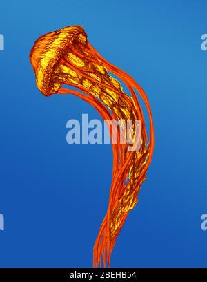 Mare meduse di ortica Foto Stock