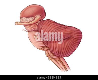 Diencefalo e cervello, illustrazione Foto Stock