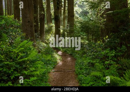 Un percorso fiancheggiato da felci si curva attraverso una foresta con vegetazione lussureggiante fino a una bagliore illuminata sulla costa dell'Oregon Foto Stock