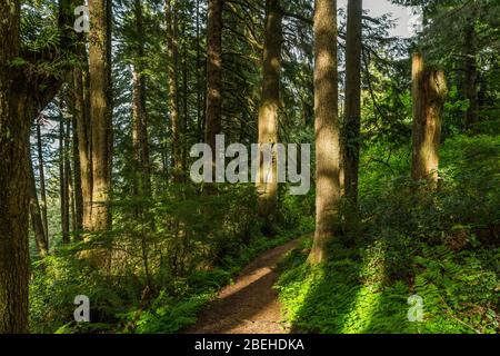 Un sentiero escursionistico si snoda attraverso una lussureggiante foresta verde illuminata dalla luce del sole che tramonta sulla costa dell'Oregon Foto Stock