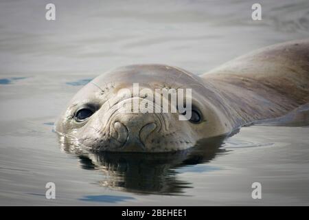 Primo piano della foca giovanile dell'Elefante meridionale (Mirounga leonina) con narici chiuse che nuotano nelle acque ghiacciate dell'Antartide Foto Stock