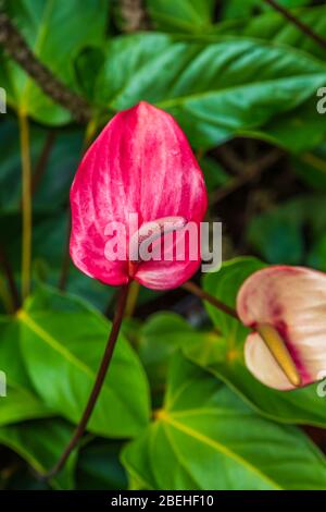 Anthurium, il genere più grande della famiglia degli arum, le araceae. I nomi comuni generali includono l'anthurium, il fiore di coda, il fiore di fenicottero e il laceleaf. Foto Stock