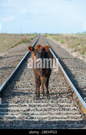 Giovane guida a piedi sulle piste del treno nelle Pampas Foto Stock