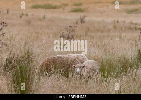 Tre pecore con vello spesso pascolo su un paddock nella campagna australiana. Scenario rurale di Outback Foto Stock