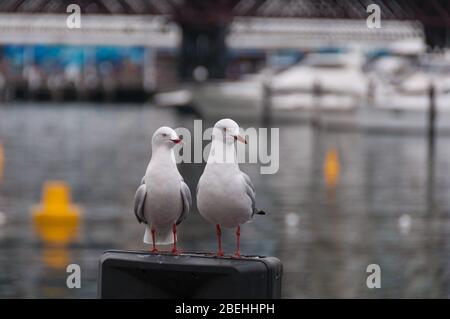 Due uccelli gabbiano in piedi su un palo con acqua sullo sfondo. Argento gabbiano uccello acqua Foto Stock