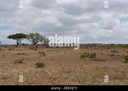 Paesaggio africano con mandria di zebre selvatiche pascolo in giornata di sole Foto Stock