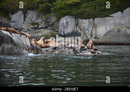 Leoni marini Steller all'arcipelago di Broughton/Johnstone Strait, British Columbia, Canada Foto Stock