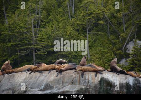 Leoni marini Steller all'arcipelago di Broughton/Johnstone Strait, British Columbia, Canada Foto Stock