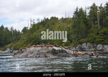 Leoni marini Steller all'arcipelago di Broughton/Johnstone Strait, British Columbia, Canada Foto Stock