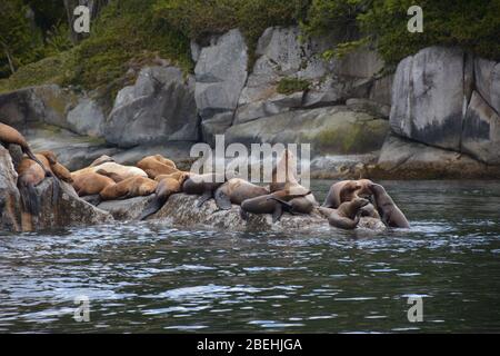 Leoni marini Steller all'arcipelago di Broughton/Johnstone Strait, British Columbia, Canada Foto Stock