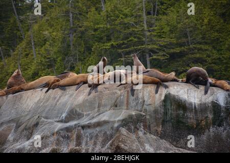 Leoni marini Steller all'arcipelago di Broughton/Johnstone Strait, British Columbia, Canada Foto Stock