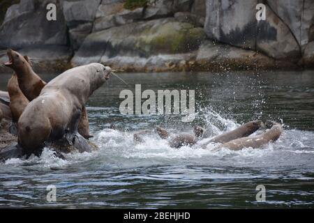 Leoni marini Steller all'arcipelago di Broughton/Johnstone Strait, British Columbia, Canada Foto Stock