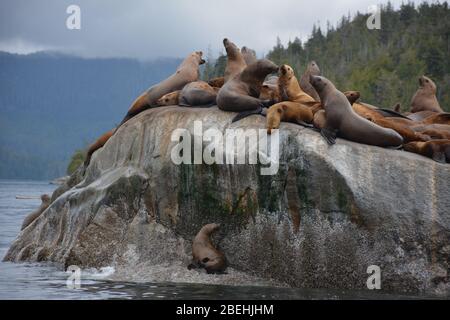 Leoni marini Steller all'arcipelago di Broughton/Johnstone Strait, British Columbia, Canada Foto Stock