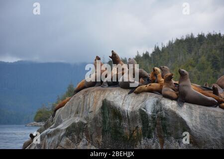 Leoni marini Steller all'arcipelago di Broughton/Johnstone Strait, British Columbia, Canada Foto Stock