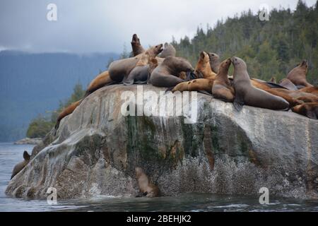 Leoni marini Steller all'arcipelago di Broughton/Johnstone Strait, British Columbia, Canada Foto Stock