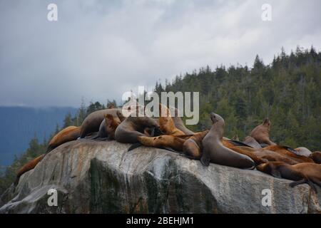 Leoni marini Steller all'arcipelago di Broughton/Johnstone Strait, British Columbia, Canada Foto Stock