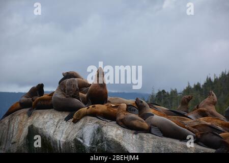 Leoni marini Steller all'arcipelago di Broughton/Johnstone Strait, British Columbia, Canada Foto Stock