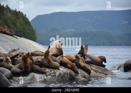 Leoni marini Steller all'arcipelago di Broughton/Johnstone Strait, British Columbia, Canada Foto Stock