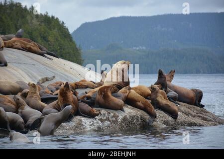 Leoni marini Steller all'arcipelago di Broughton/Johnstone Strait, British Columbia, Canada Foto Stock