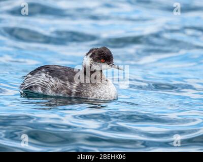 Un giovane e malvente verde occidentale, Aechmophorus occidentalis, Puerto Gato, Baja California sur, Messico. Foto Stock