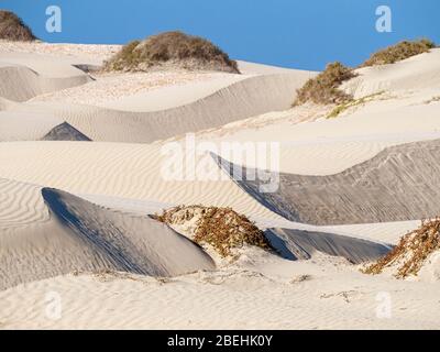 Modelli nelle dune a Sand Dollar Beach, Isola di Magdalena, Baja California sur, Messico. Foto Stock