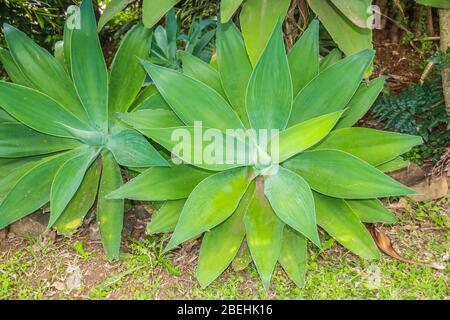 Agave attenuata è una specie di agave conosciuta a volte come coda del leone, collo del cigno o coda di volpe. Foto Stock