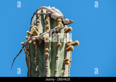 Iguane con coda di spinosa San Esteban, Ctenosaura cospicuosa, cactus da mangiare, Isla San Esteban, Baja California, Messico. Foto Stock