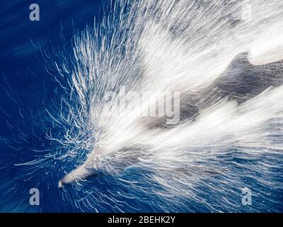 Delphin capensis, un delfinus capensis, un delfinio comune a punta di prua, vicino all'isola di Magdalena, Baja California sur, Messico. Foto Stock