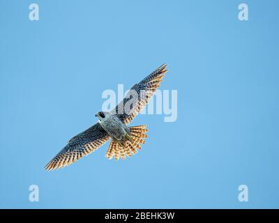 Falco peregrino adulto (Falco peregrinus), in volo vicino Isla San Esteban, Baja California, Messico. Foto Stock