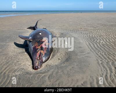 Delfino a naso di bottiglia per adulti morti, Tursiops truncatus, Sand Dollar Beach, Magdalena Island, Baja California sur, Messico. Foto Stock