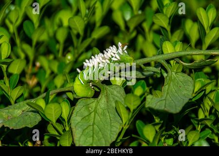 bruco di Hornworm del tabacco con le uova di wasp iniettate in esso. Come le uova schiudono nel bruco sarà mangiato dalle larve. Foto Stock
