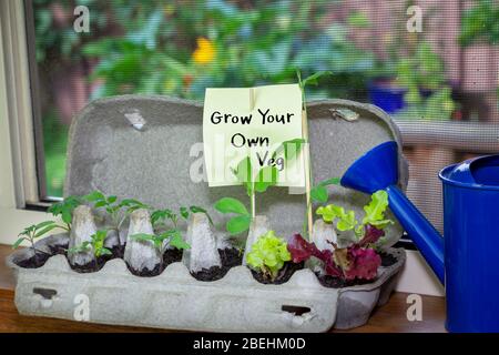 Piantine vegetali che crescono in scatola di uovo riutilizzato in finestra con il segno scritto a mano, crescere il proprio a casa, risparmiare denaro ridurre gli sprechi Foto Stock