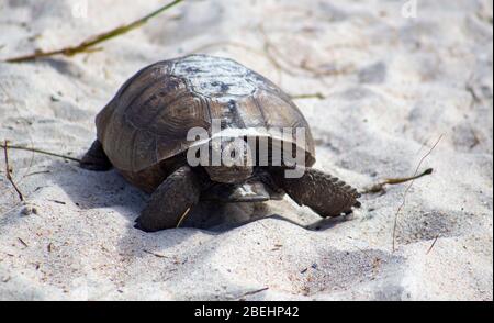 Una tartaruga gopher si snoderà attraverso le dune di Amelia Island, Florida. Foto Stock