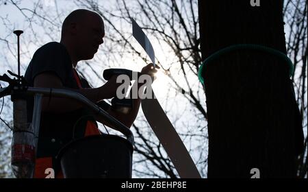 Nordhorn, Germania. 8 aprile 2020. Il custode Andre Kuipers installa una trappola di falce processionale su un albero. In primavera, le colonne di caterro della falda processionaria di quercia si diffonderanno ancora una volta in tutta l'area. La città installerà 200 cosiddette trappole ad anello per controllare i pilastri dell'animale. Credit: Friso Gentsch/dpa/Alamy Live News Foto Stock