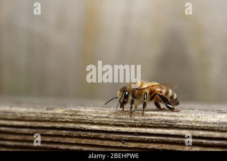 Miele Bee, (Apis mellifera), poggiante su legno intemperiato. Foto Stock