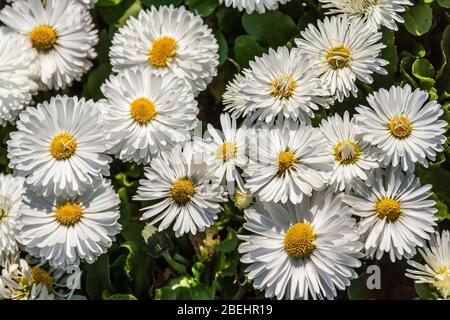 Daisies inglesi (bellis perennis) una specie europea comune di daisy, famiglia Asteraceae. Foto Stock