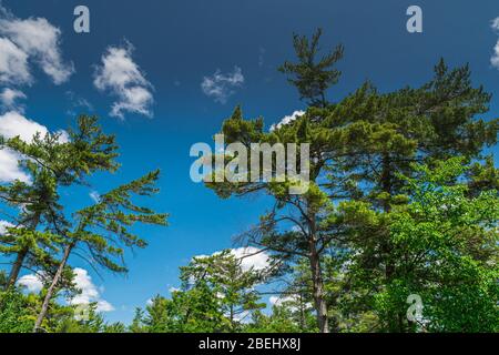 Burleigh Falls Lovesick Lake Dam Selwyn Ontario Canada in estate Foto Stock