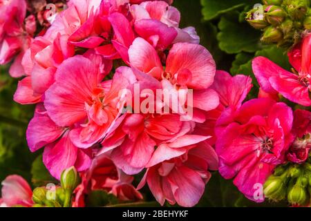 Primo piano di Pelargonium lara Starshine, una pianta fiorita che comprende circa 200 specie di piante perenni, succulenti e arbusti, Foto Stock